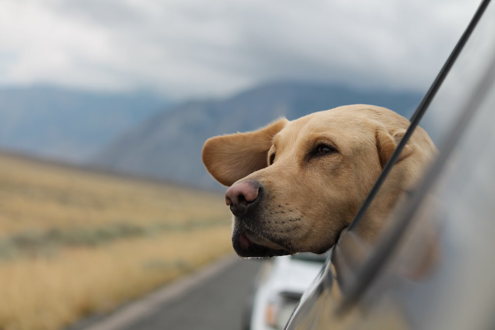 A dog sitting in a car.